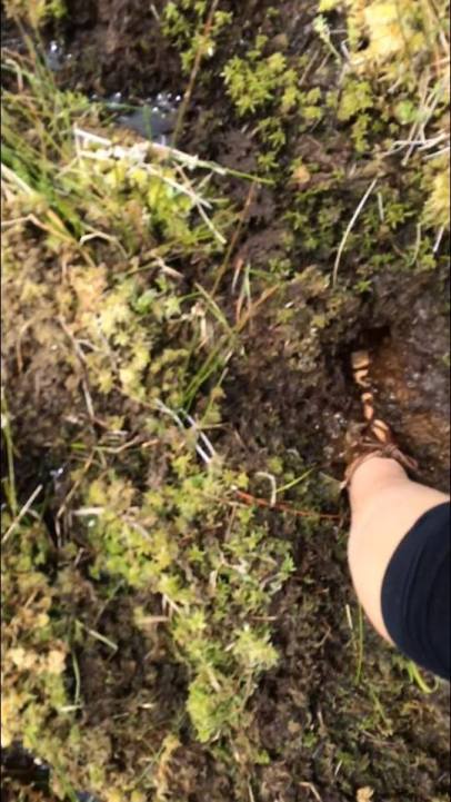 12625777_10153357557076769_1024262592_n